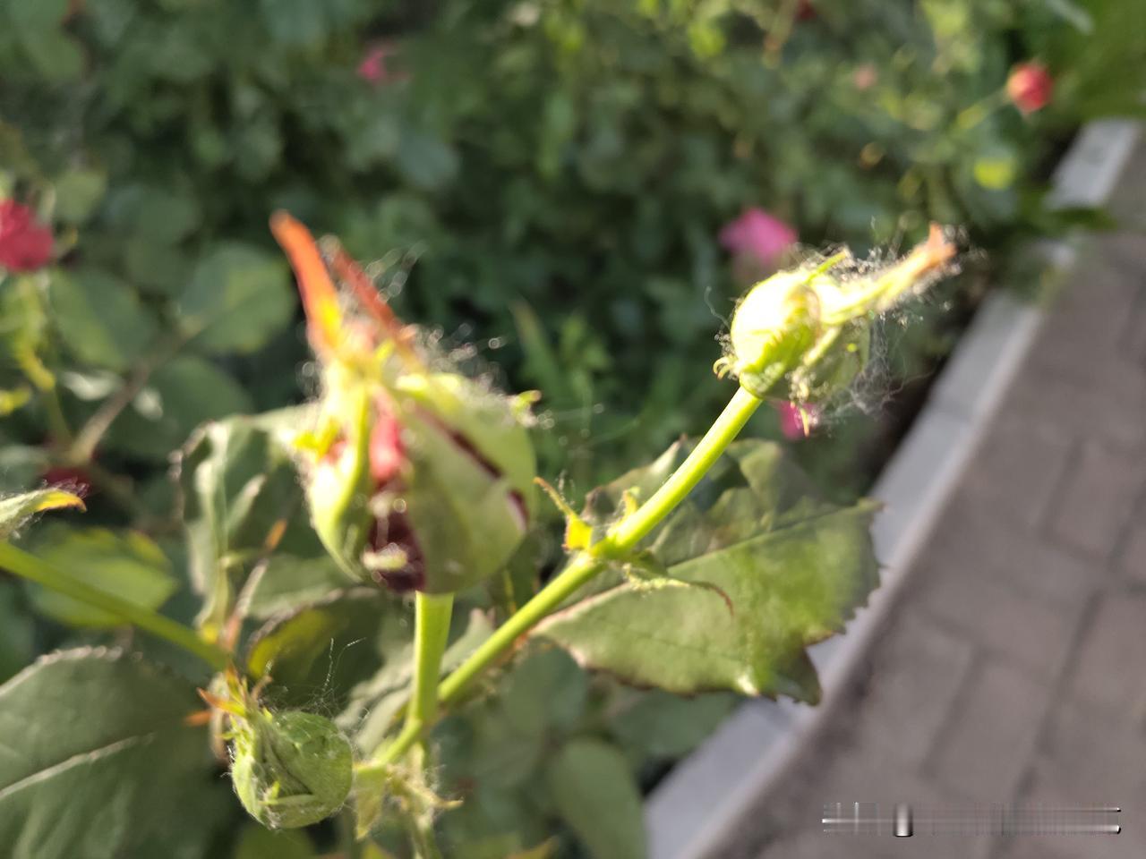 又是崭新的一天
一天心情好
心情好
什么都要
含苞待放
生命美好
何不珍惜