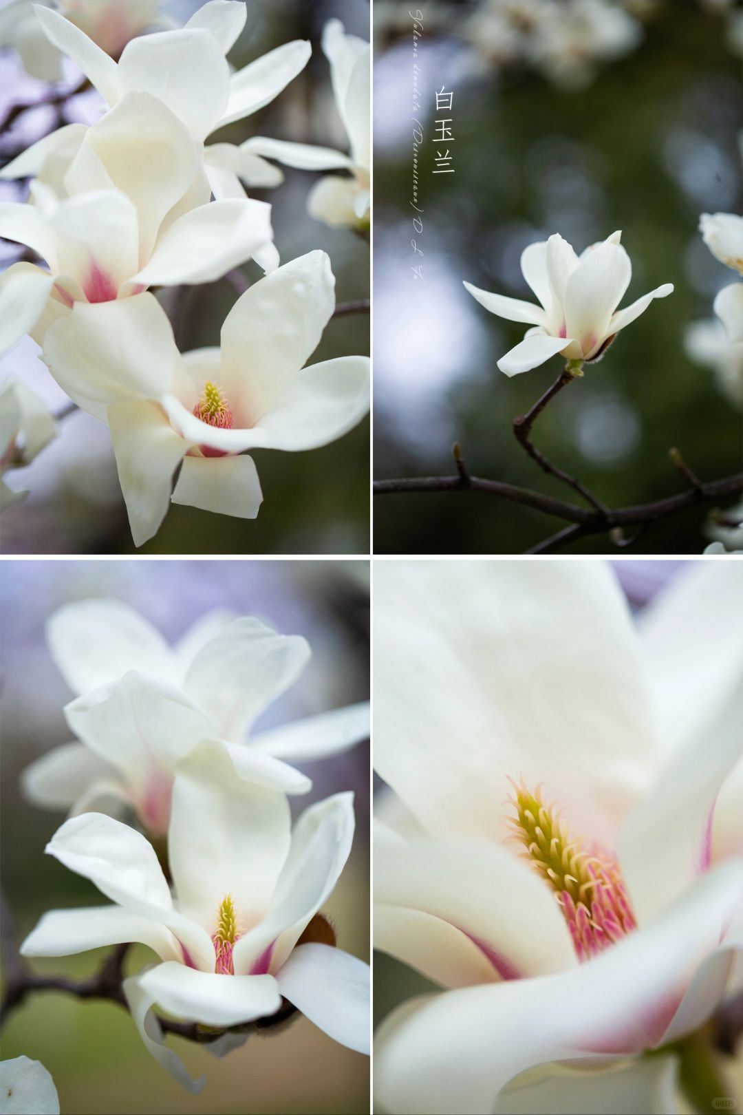 你会带上梯子，出门拍花吗？|白玉兰