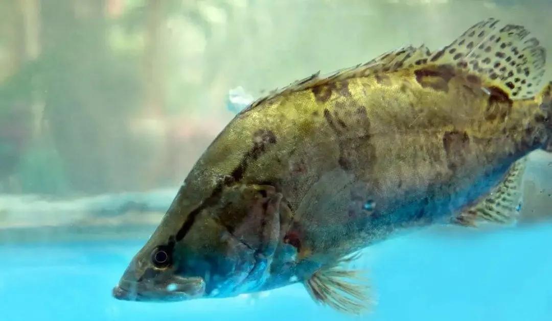 您可听说过“三花五罗十八子”？

        这可是黑龙江、乌苏里江里顶有名