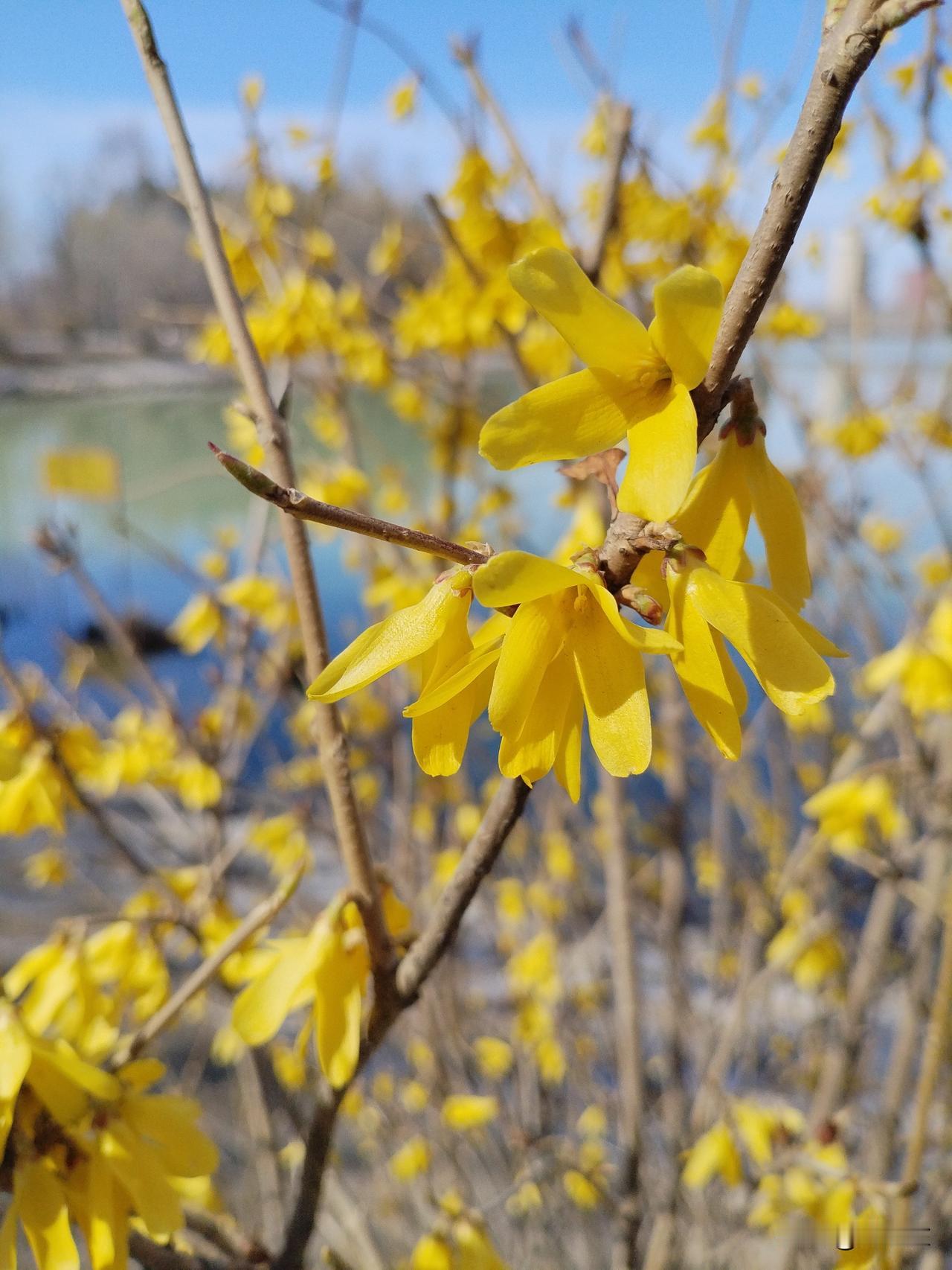 连翘花开
连翘扎根护湖泊，
金钟挂满镜面遮。
悬壶济世丹心在，
请续句……
（个