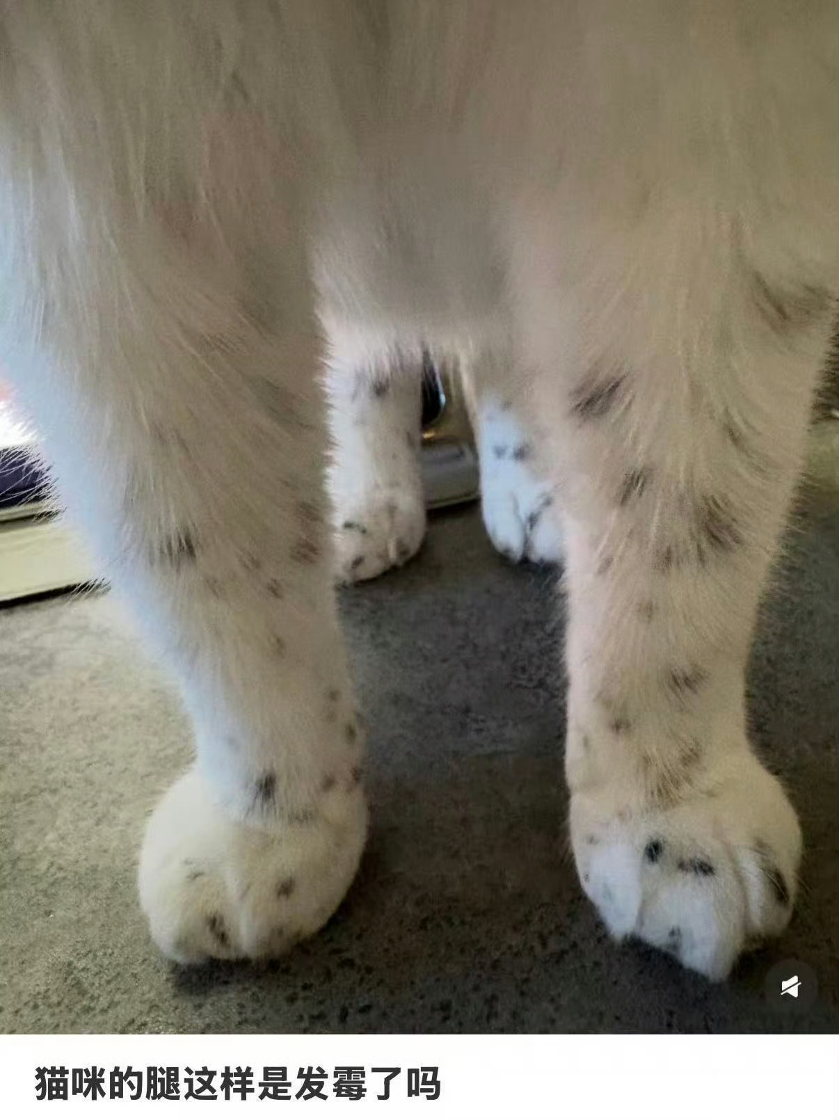 刘丁硕说别提现役运动员猫咪的腿这样是发霉了吗 ​​​