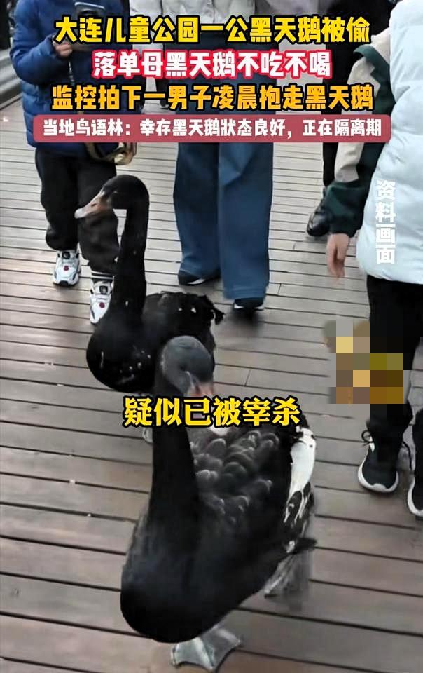 真的是又蠢又坏！元旦前夜，大连儿童公园的黑天鹅“达达”被人抱走了。监控拍得清清楚