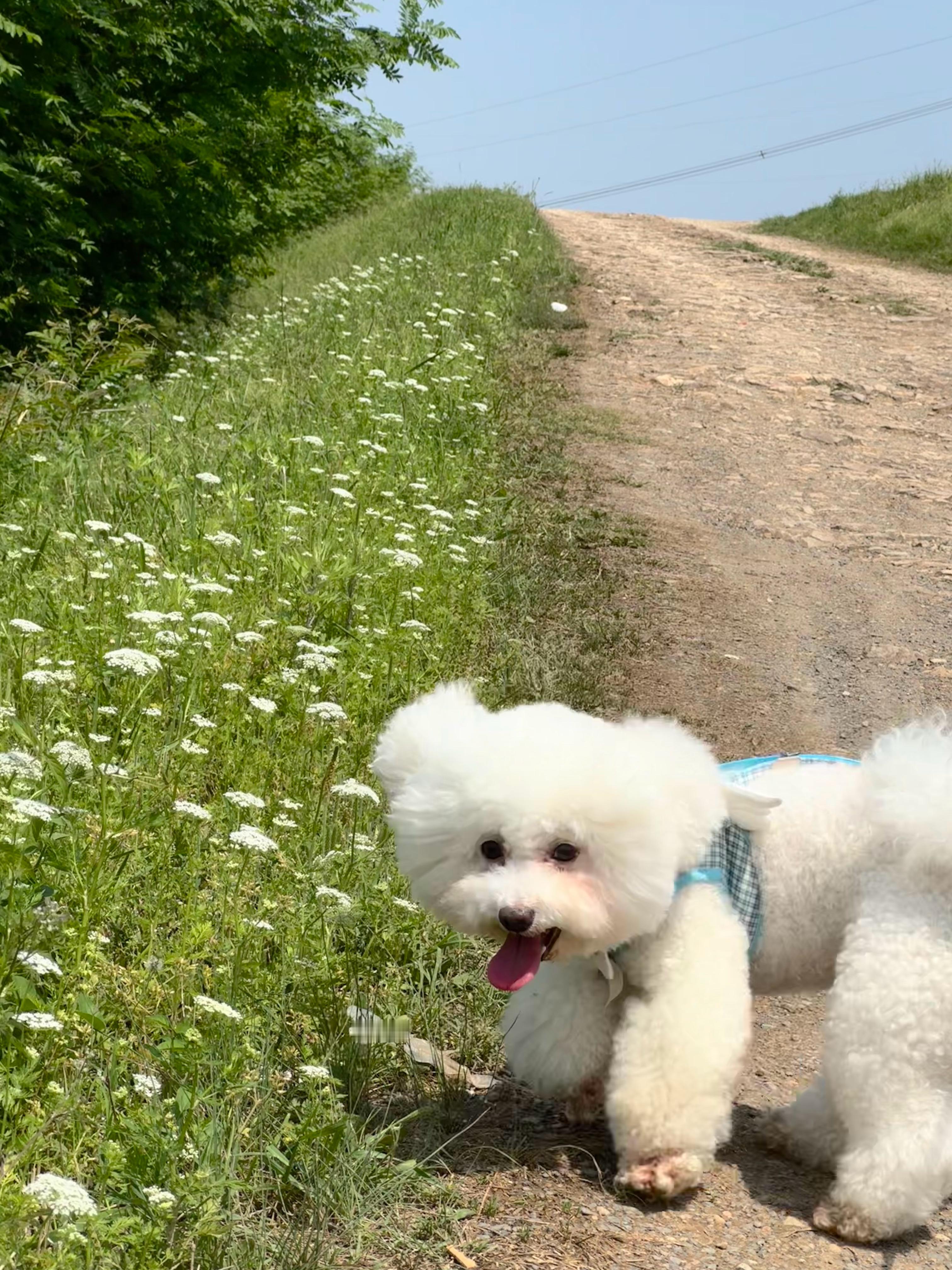 去露营 皮卡好开心 🐶脏脏修狗！ ​​​