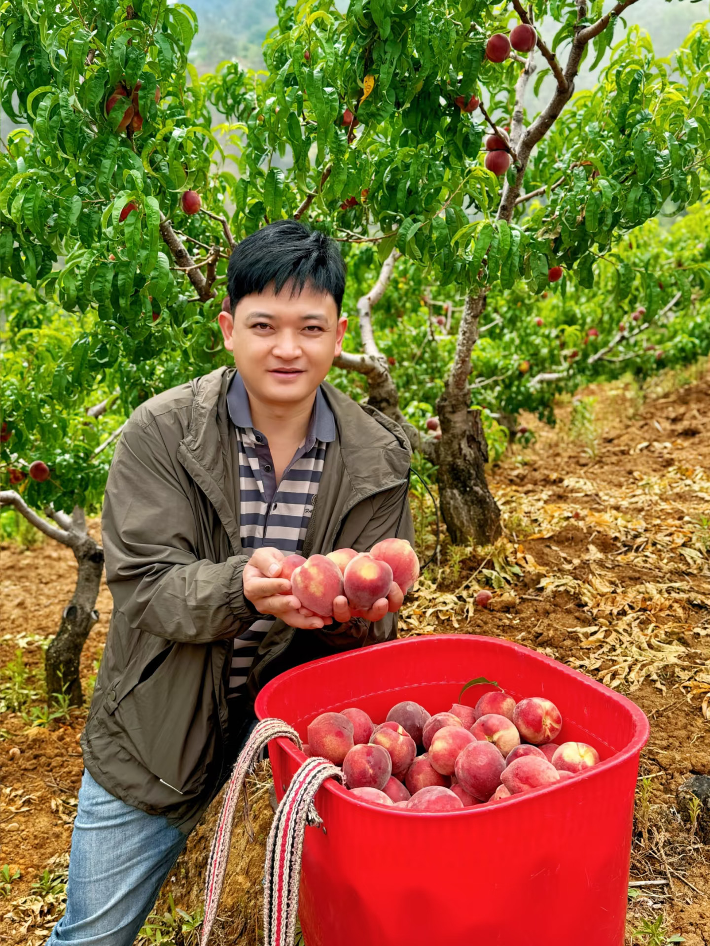 不好吃你全网骂我！又脆又甜的桃子🍑。