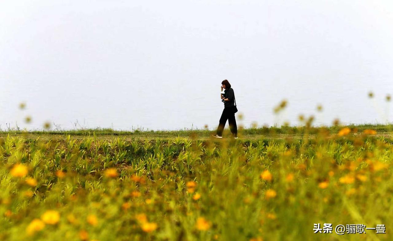 莫奈花园——东平湖湖岸的野菊花薰衣草美的一塌糊涂


东平湖岸边这一片野菊花+薰