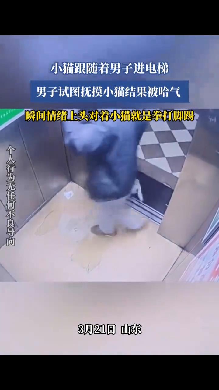 小猫跟随着男子进电梯，男子试图抚摸小猫结果被哈气，瞬间情绪上头对着小猫就是拳打脚