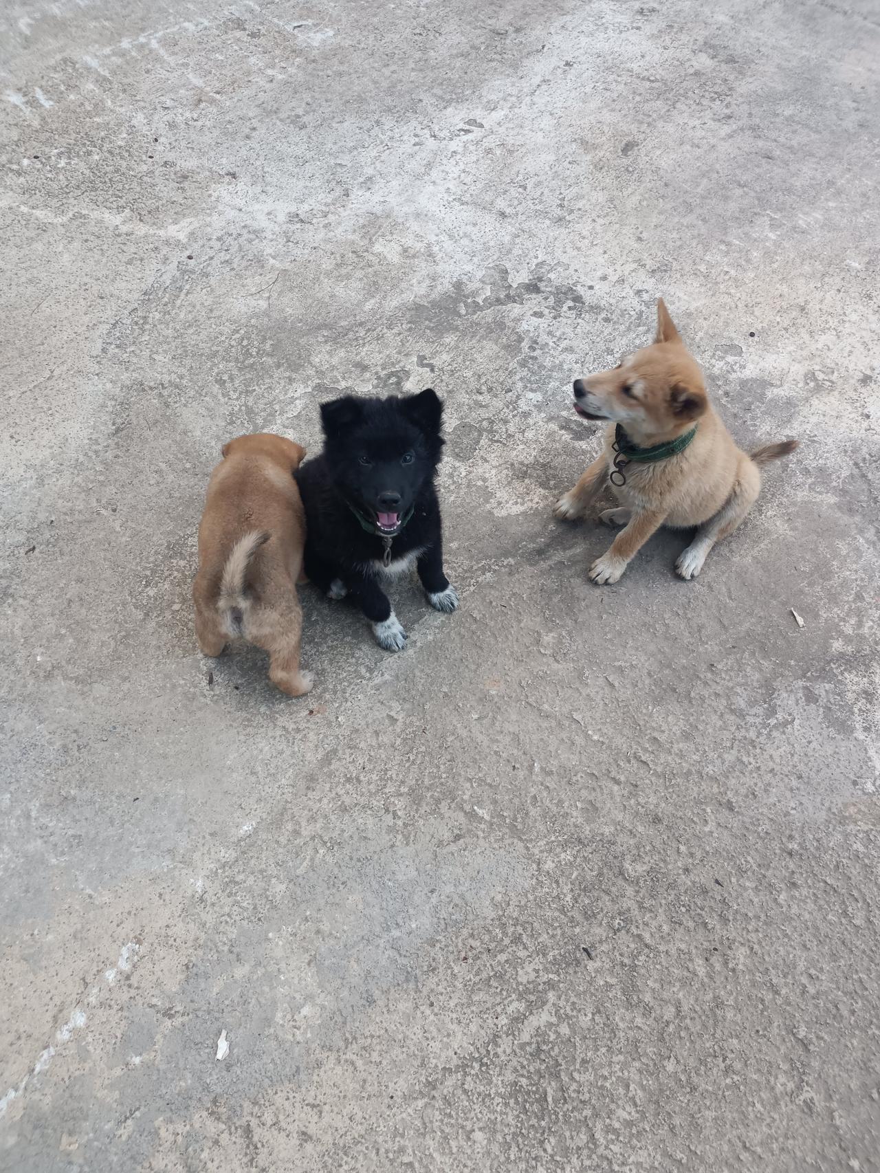 每日一图随手拍我家的狗狗这么可爱