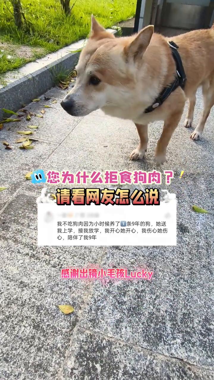 您为什么拒食狗肉？请看网友怎么说。
我不吃狗肉，因为小时候养了1条9年的狗，她送