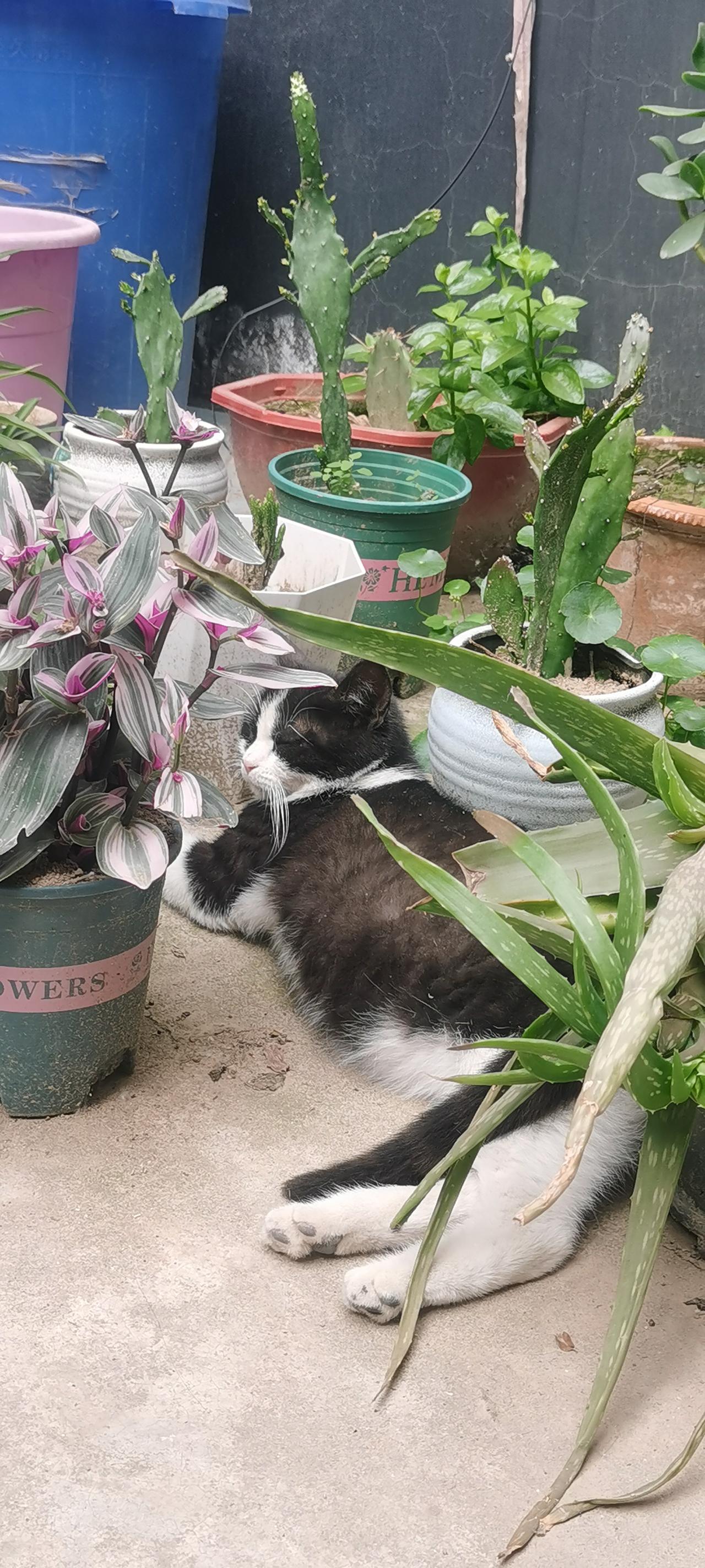 醉卧花丛中