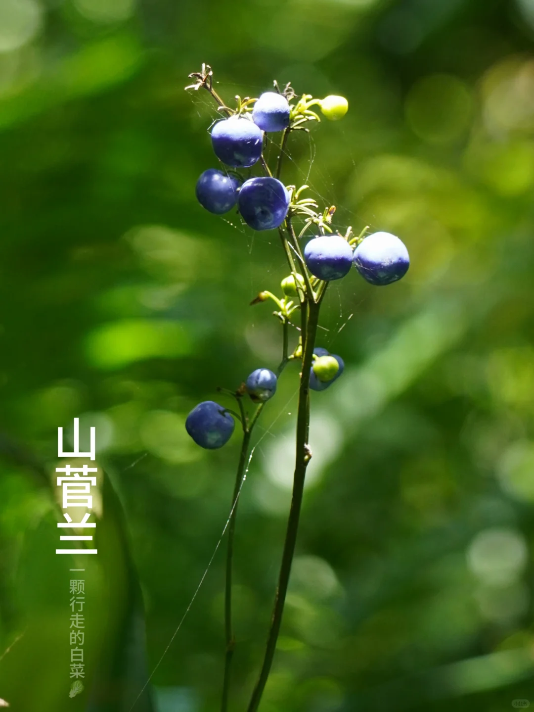 山菅兰 | 山里的老鼠药又长好了