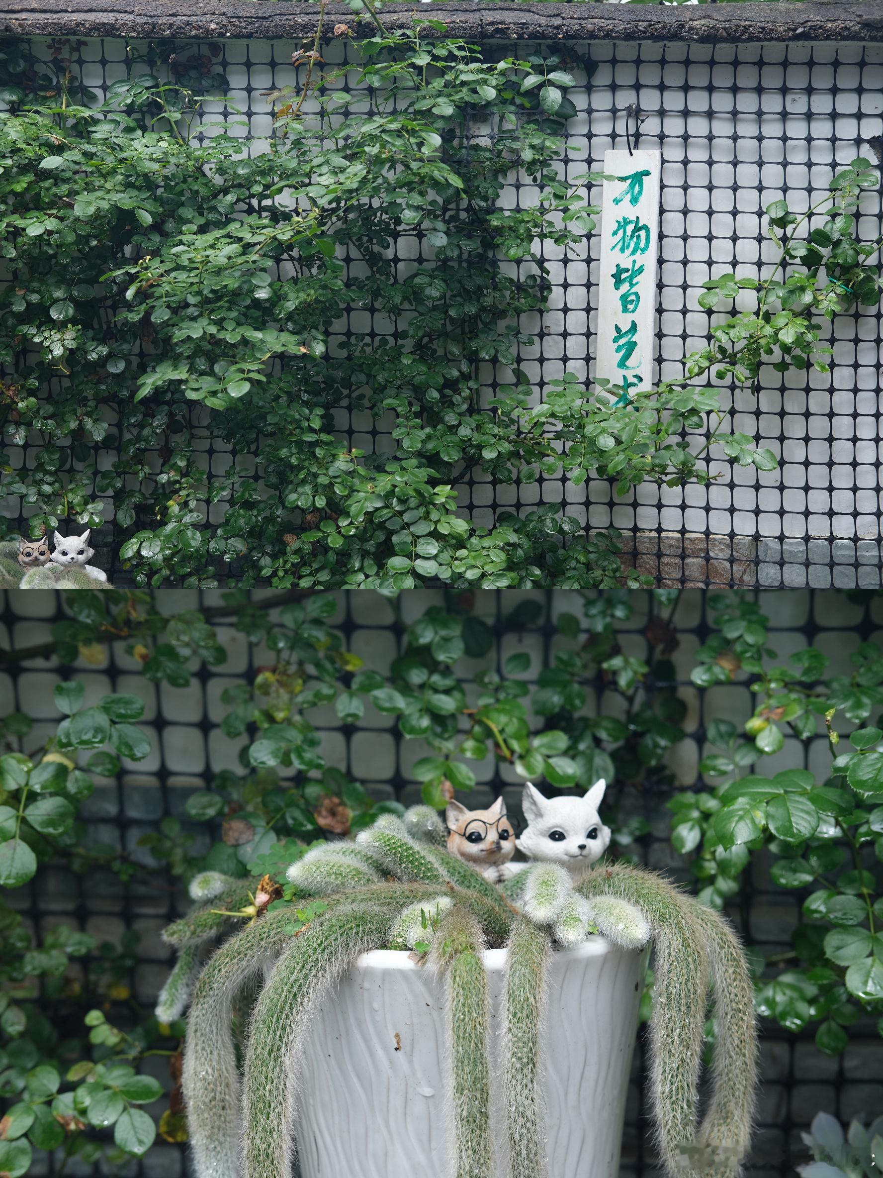 假期的第三天来到雨天的小院☔️ 