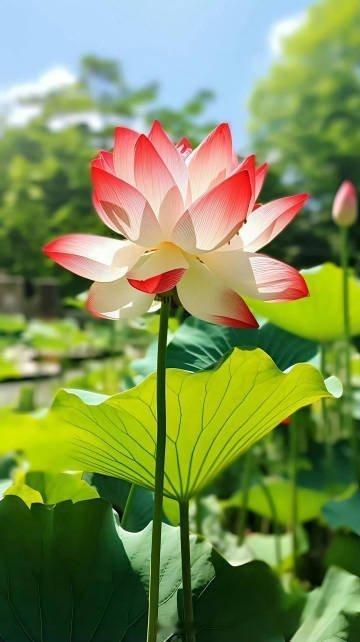 好运莲莲，生活甜甜。 