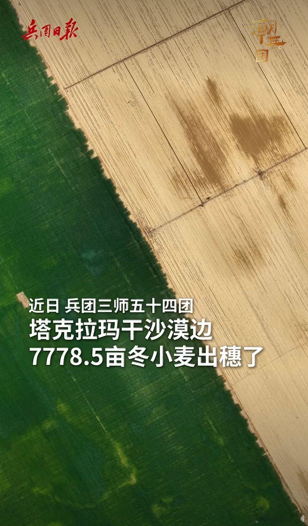 塔克拉玛干沙漠边7千亩麦田出穗了太震撼了，今年一定要抽时间去塔克拉玛干沙漠那边看