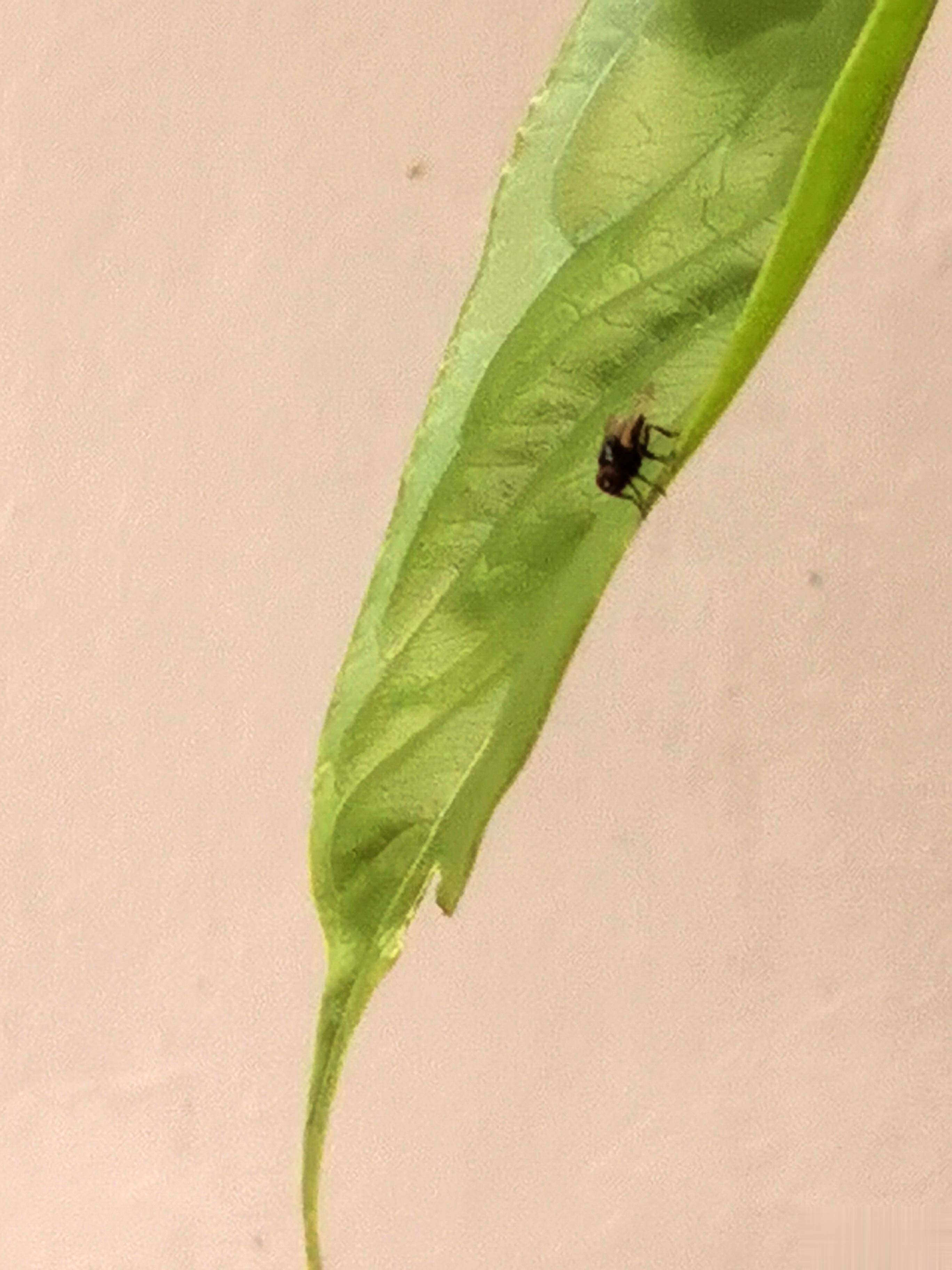诗意觅言外画意寄无穷夏夜窗外徘徊总是蚊蝇几只夏梦窗前流窜才有蜂蝶舞飞想象与梦魇之