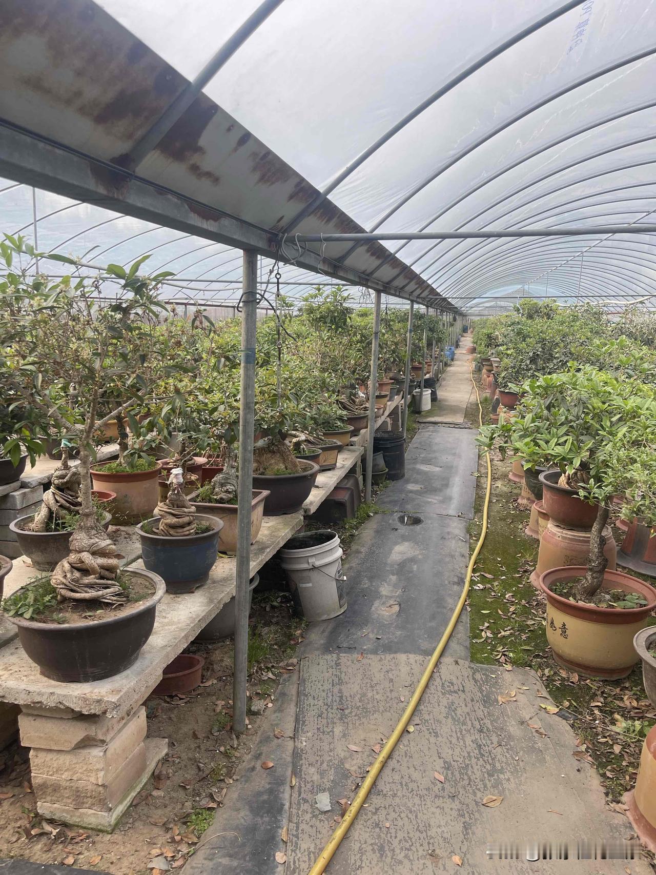 我超爱桂花盆景！桂花那浓郁的香气，简直是“嗅觉盛宴”。每次凑近，甜丝丝的味道直钻