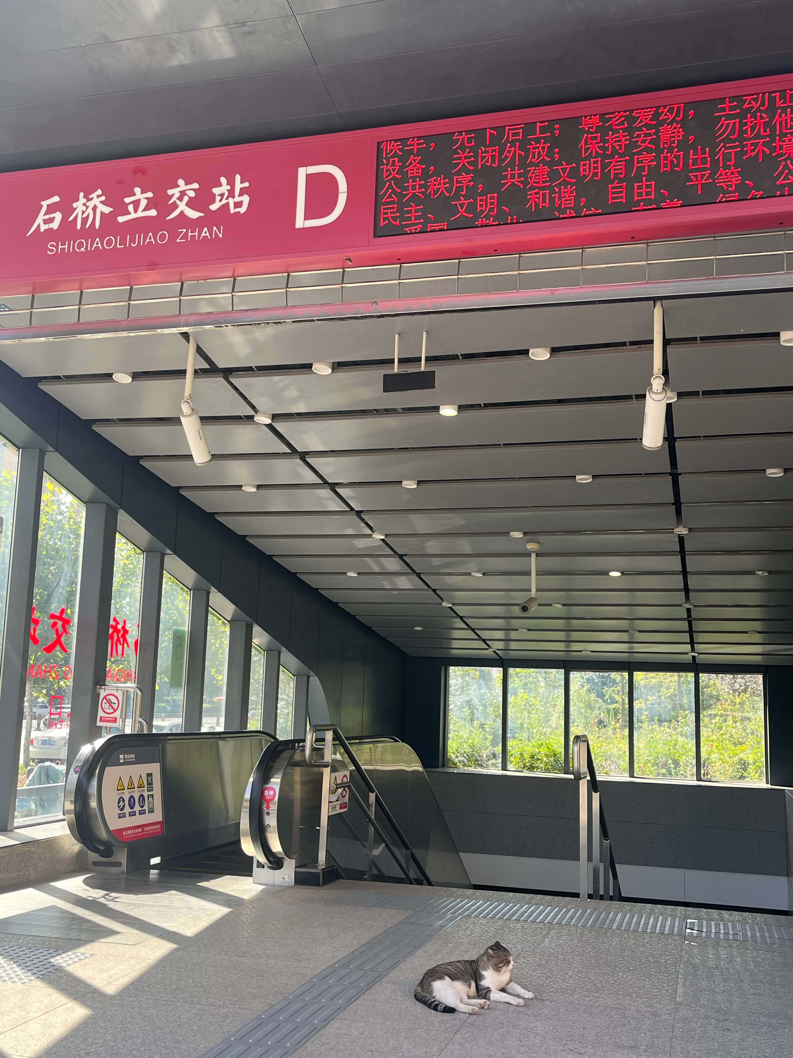 地铁口的晒太阳的猫，这是走丢的还是流浪的？  ​​​