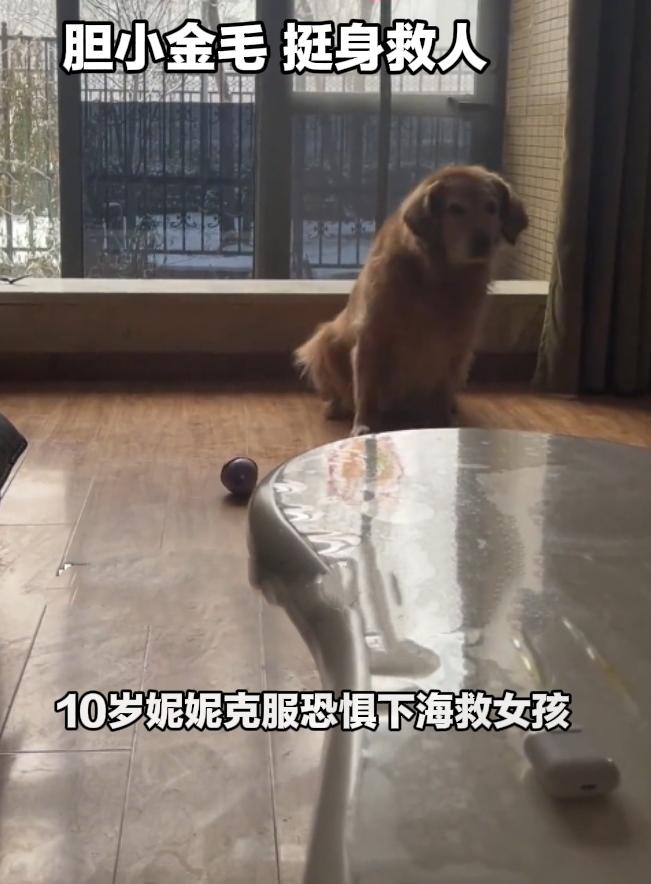 太震撼！平时胆小怕水的金毛，关键时刻变身小英雄。
 
7月15日，海南一处海边，
