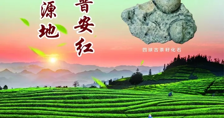 世界茶源地 中国普安红｜公益广告