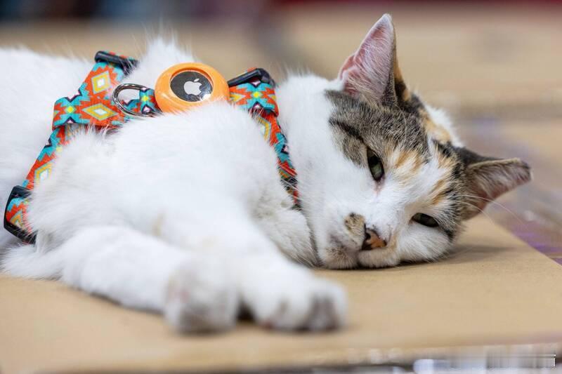 【猫奴福利！希腊小岛招“猫管家”志工 免费吃住还能撸猫】海外新鲜事 希腊锡罗斯岛