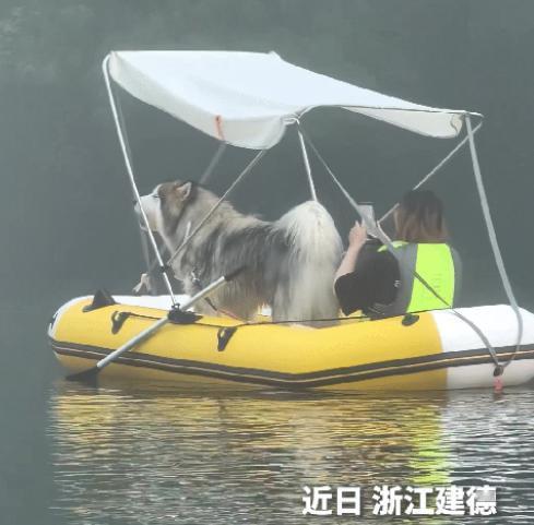浙江一只阿拉斯加犬跟主人划桨板时听到歌声，仰头就跟着嚎，整条江的游客全被带动起来