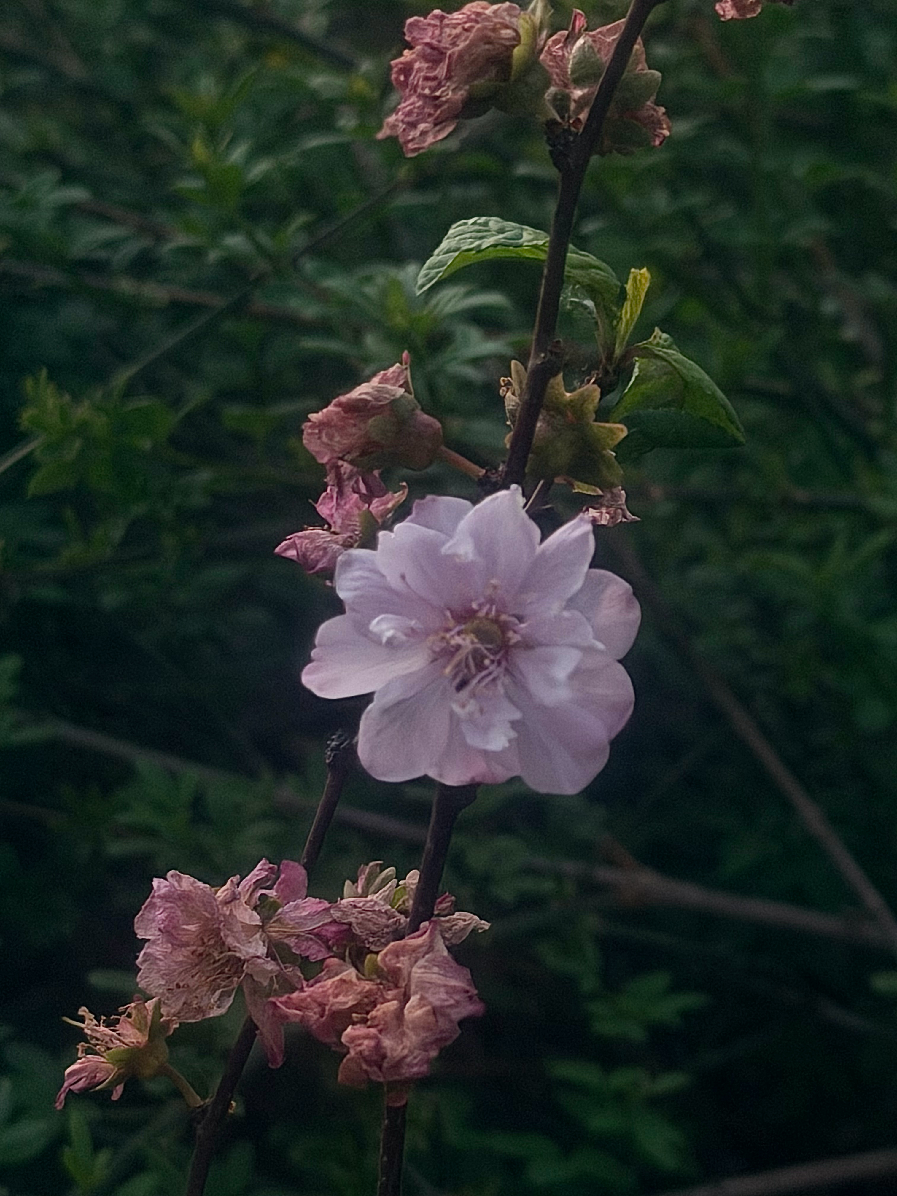 路边盛开的花朵一行行，一串串。春天踩着轻柔的风吹过来了🌸 