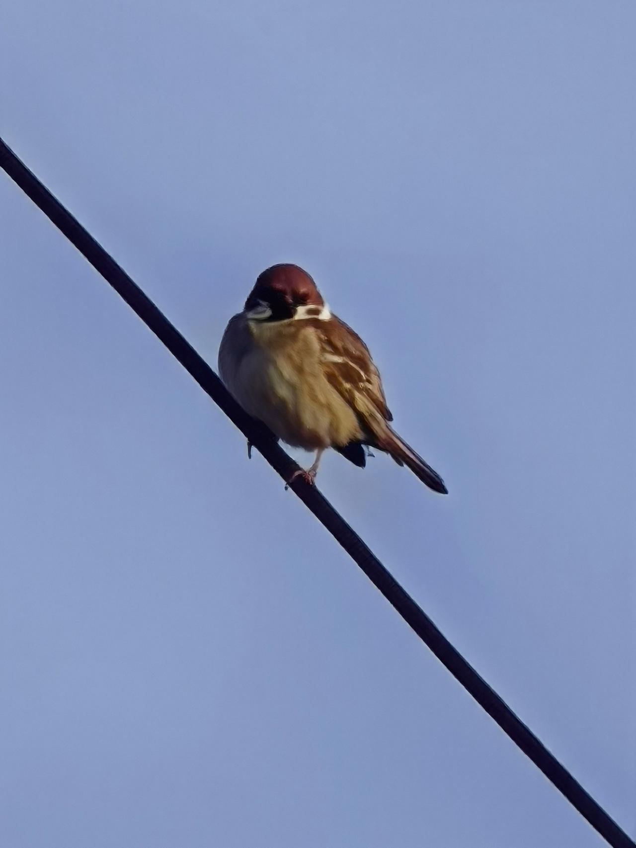 小麻雀[祈祷][祈祷][祈祷]