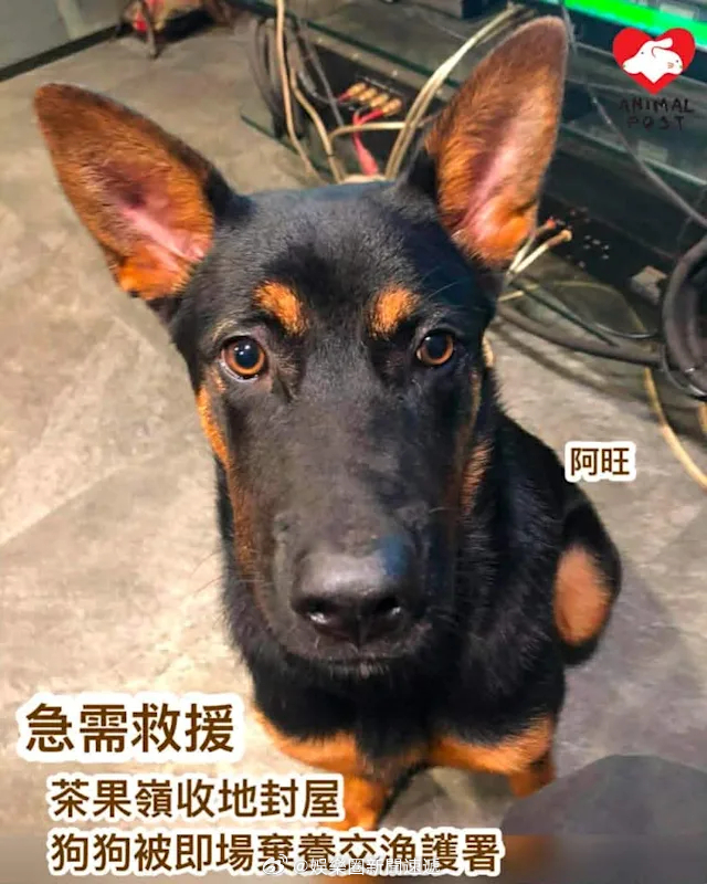 要爱护动物狗狗 「茶果嶺收地封屋..狗狗被即場棄養交香港特區政府漁護署…..」【