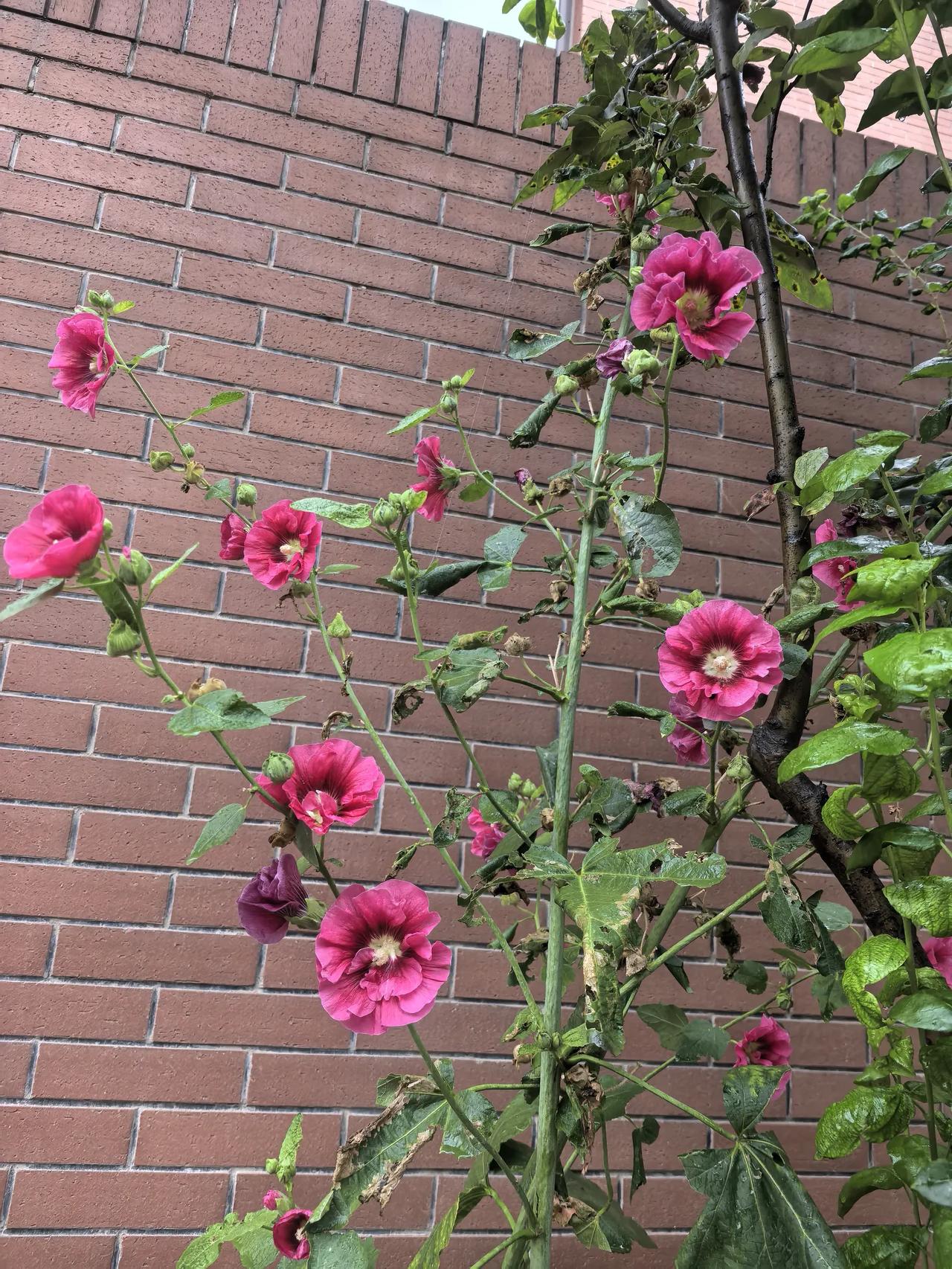 不知道这叫什么，小时候我们村家家户户院子里都是这。花瓣比这个还多，有深粉色和浅粉