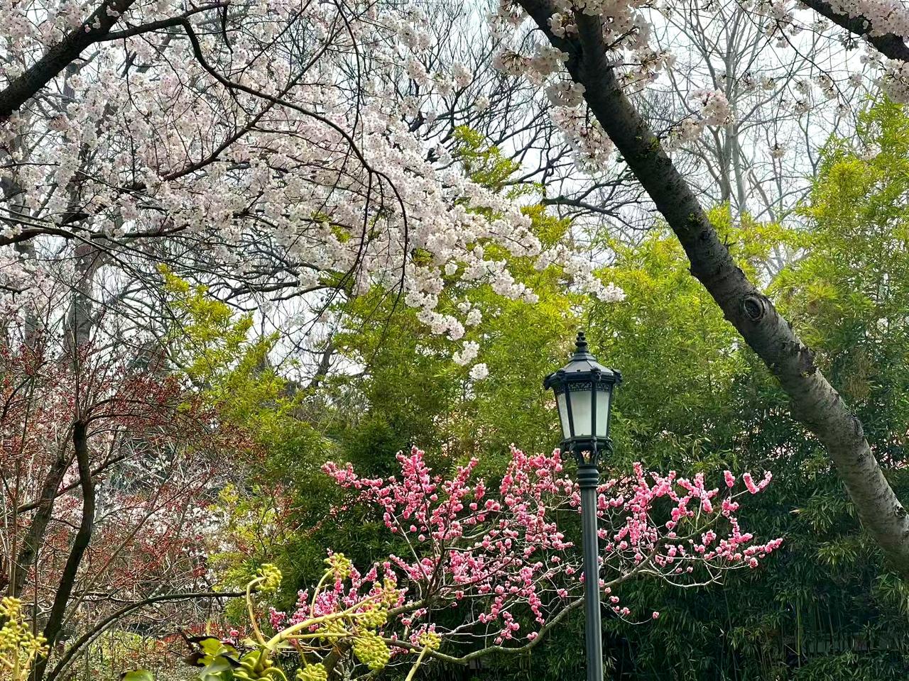 春日偶题
文/冯继兴

春葩串树艳寒柯，浅柳摇情抖绿娑。
三月暄妍酣笔醉，燕飞新