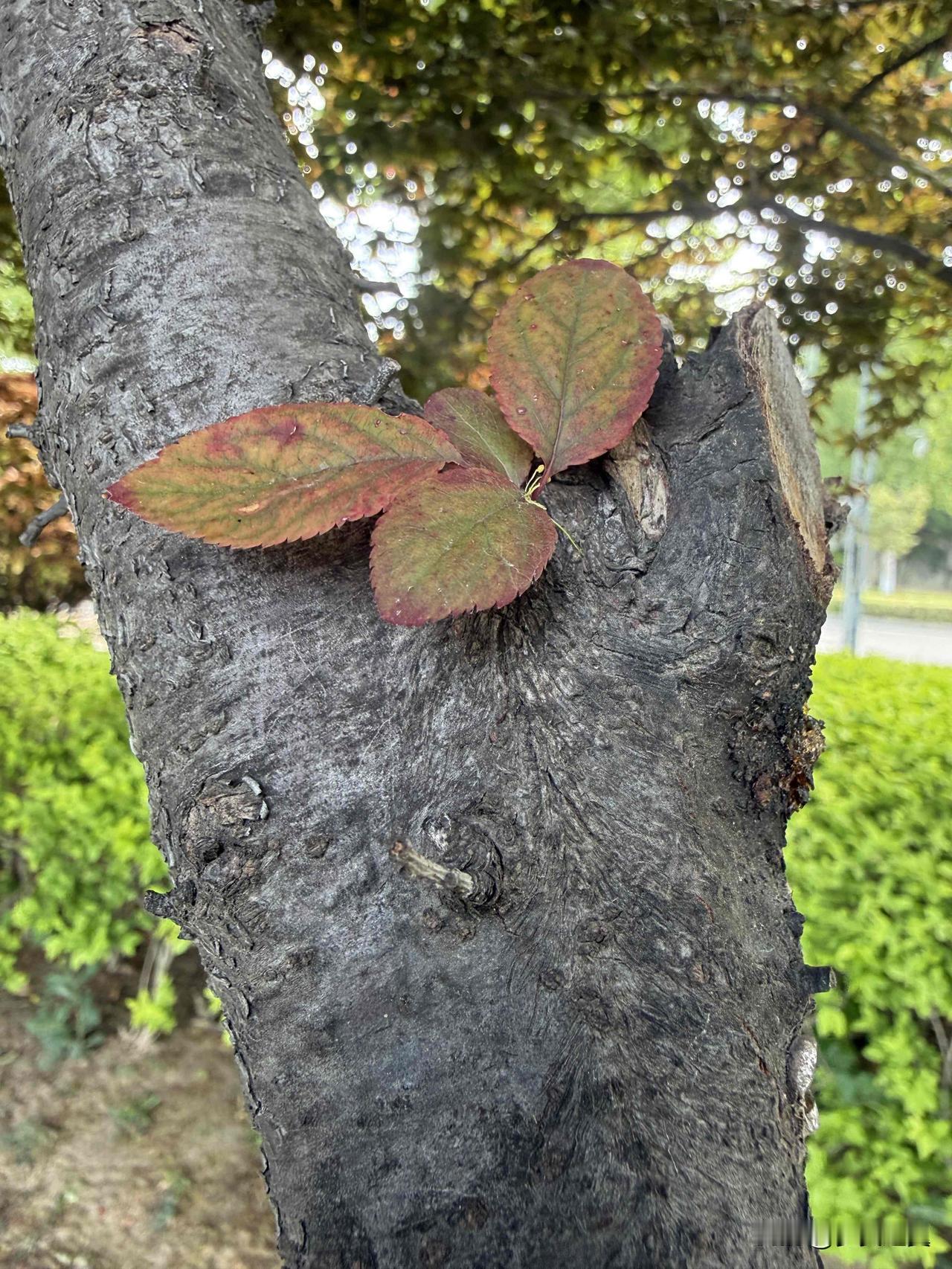 【小对联】
上：……？
下：眼毒。