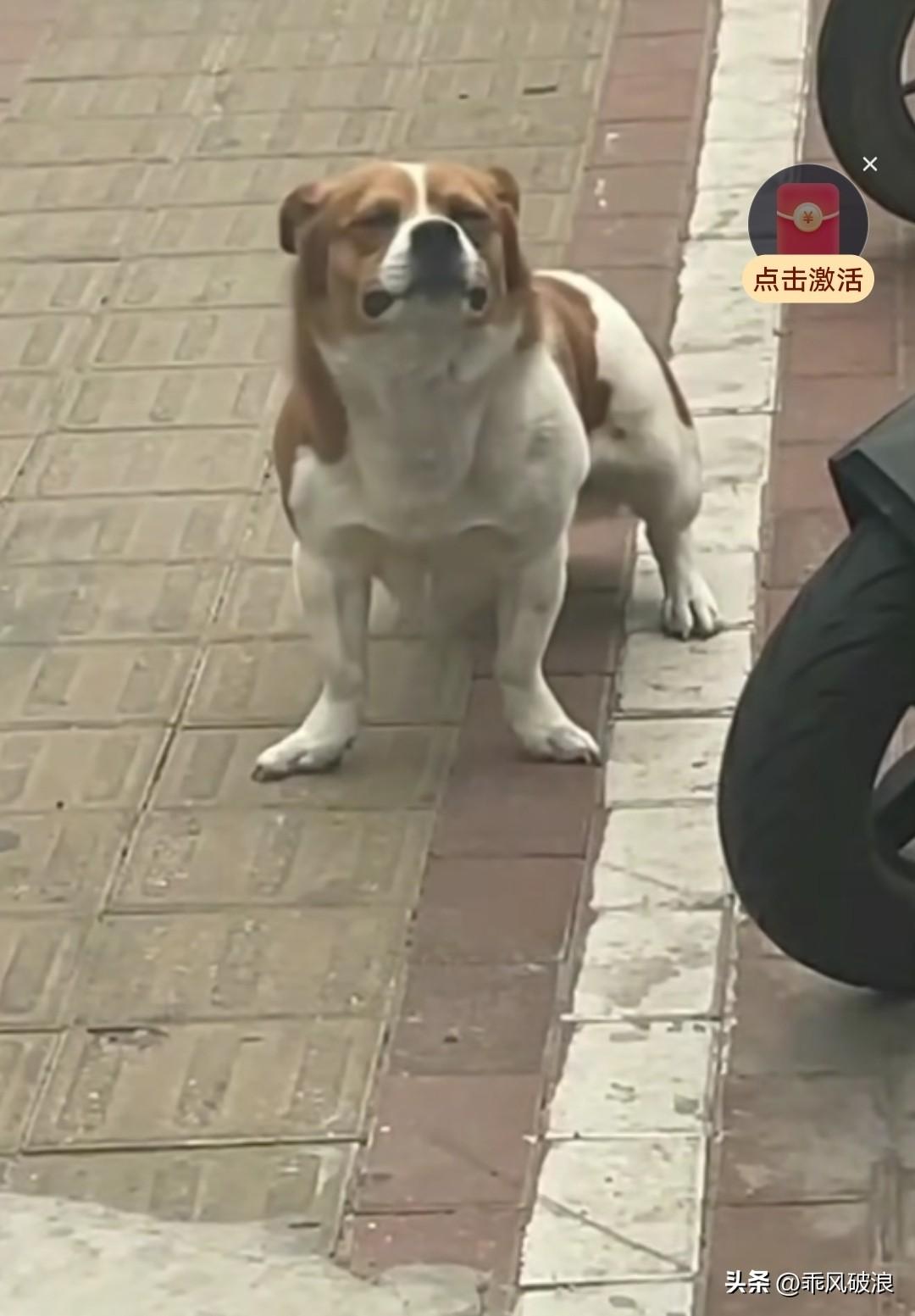 下着倾盆大雨，医院管道口有只狗狗，找不到主人，哭得那般伤心难过。受了委屈的狗 伤