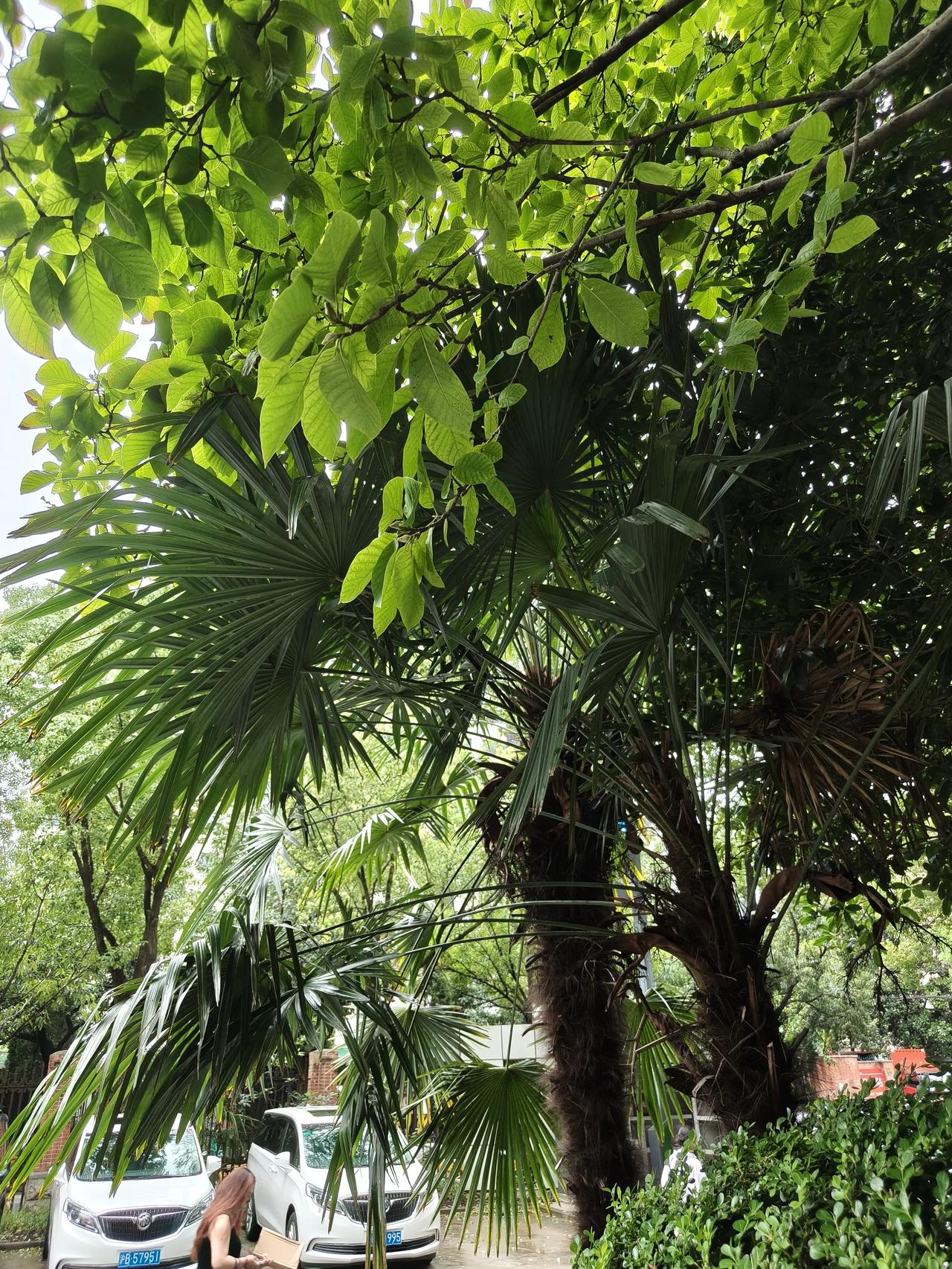 单位门前的两棵棕榈树🌴🌴
每次路过，都好想薅一点叶子下来用用，
那可是包粽子