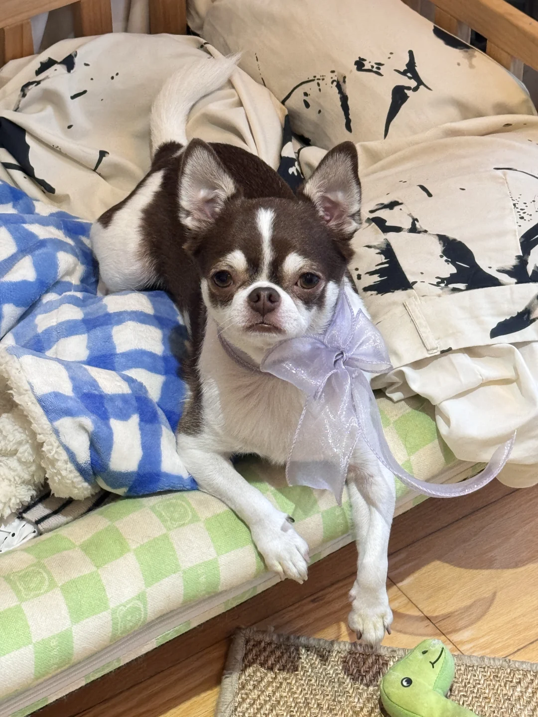 醒图宠物特效哈哈哈｜我的狗子吉娃娃