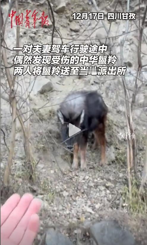 这是真·牢底坐穿兽！12月17日，女子在野外发现一只“四不像”，路人说它很好吃，