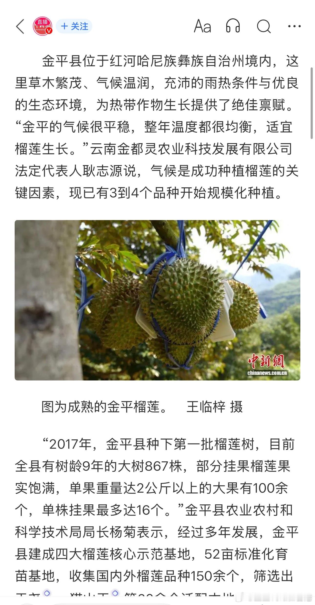 中国这次算是把榴莲拿下了，云南、海南都能挂果，厉害了这农业技术！ ​​​