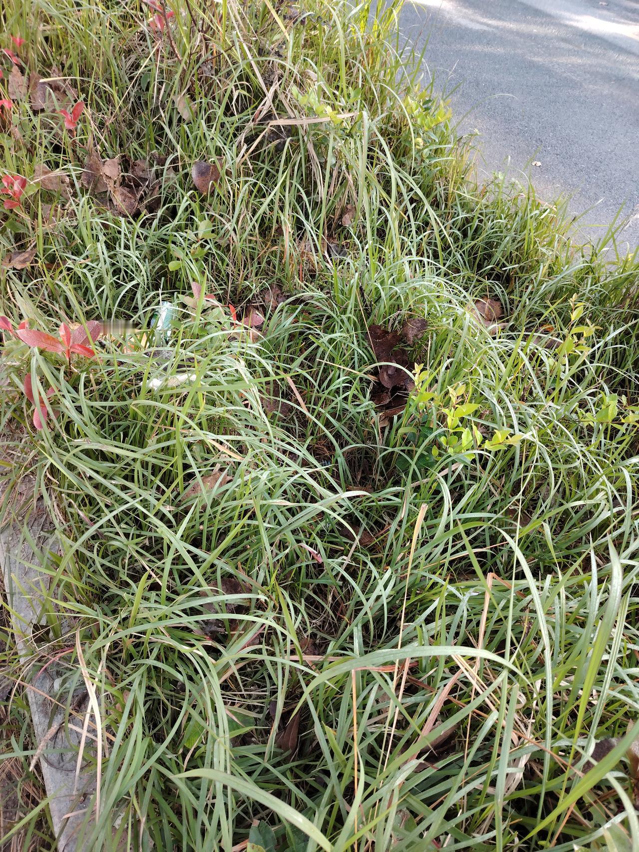 国道边的花坛里野草疯长，无人过问，不知啥原因，给人留下深刻的坏印象。怎能使游客留