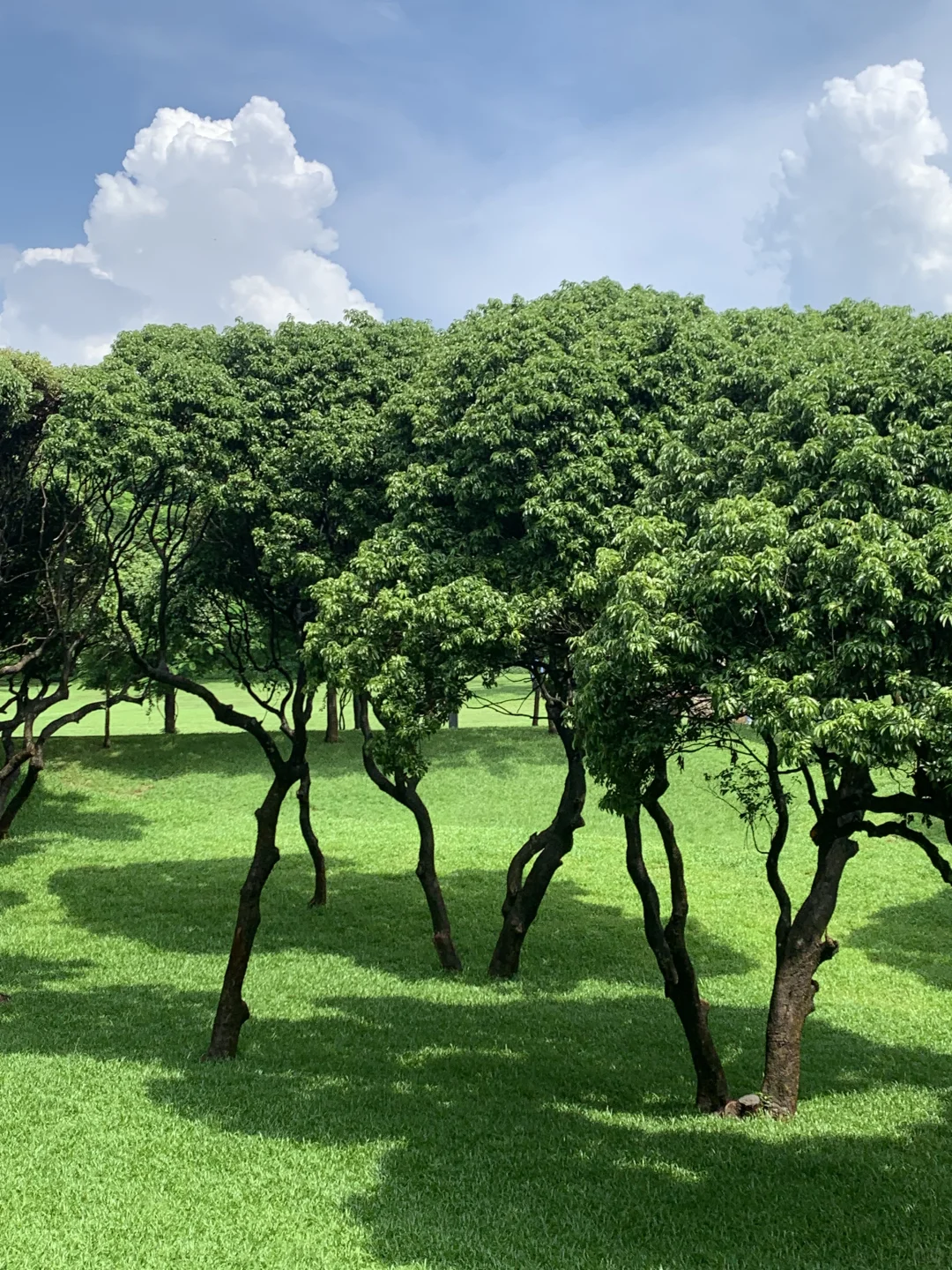 交换一张手机拍摄的风景～这是我在深圳拍的