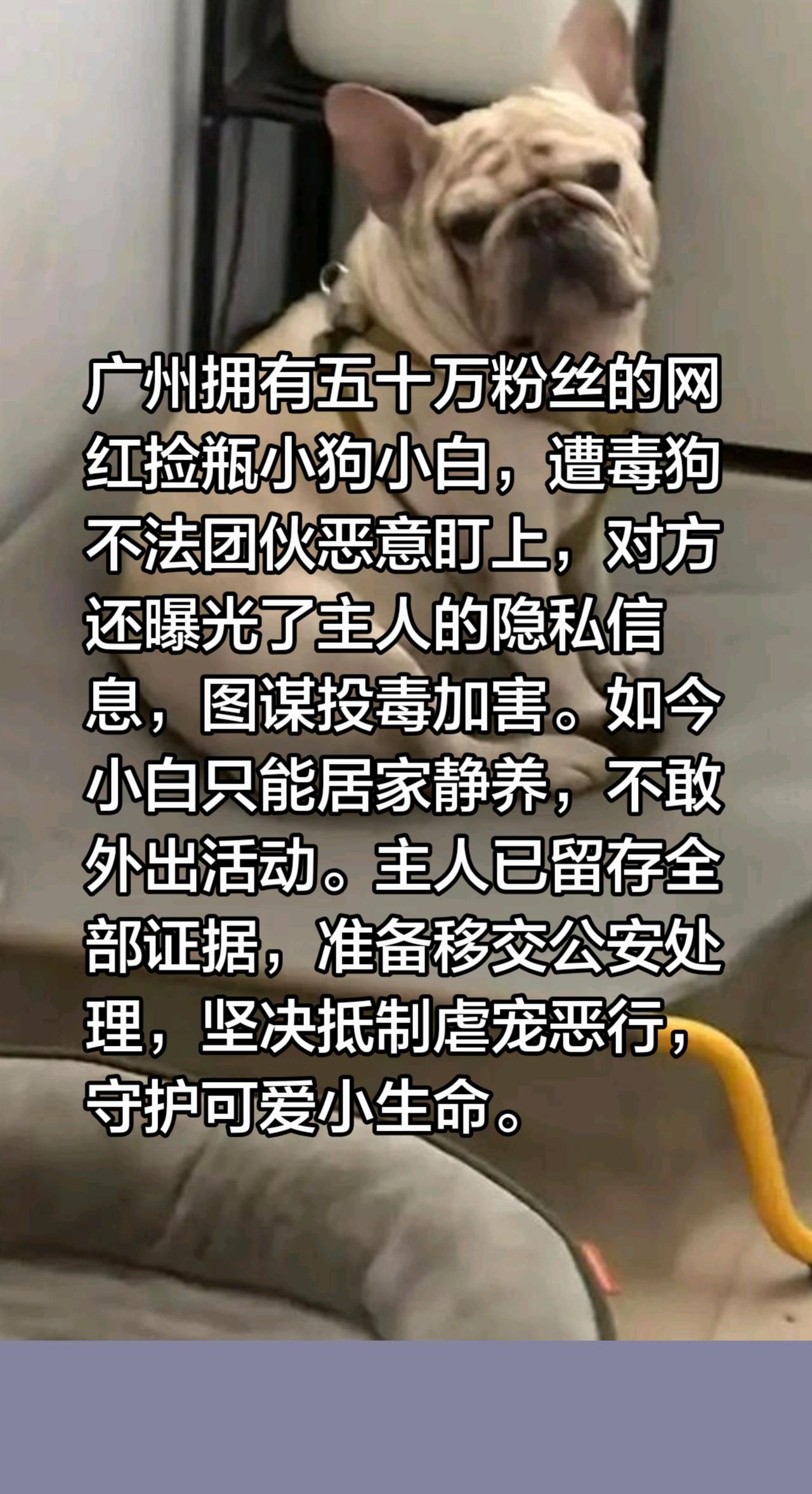 网红捡瓶狗被威胁？广州拥有五十万粉丝的网红捡瓶小狗小白，遭毒狗不法团伙恶意盯上，