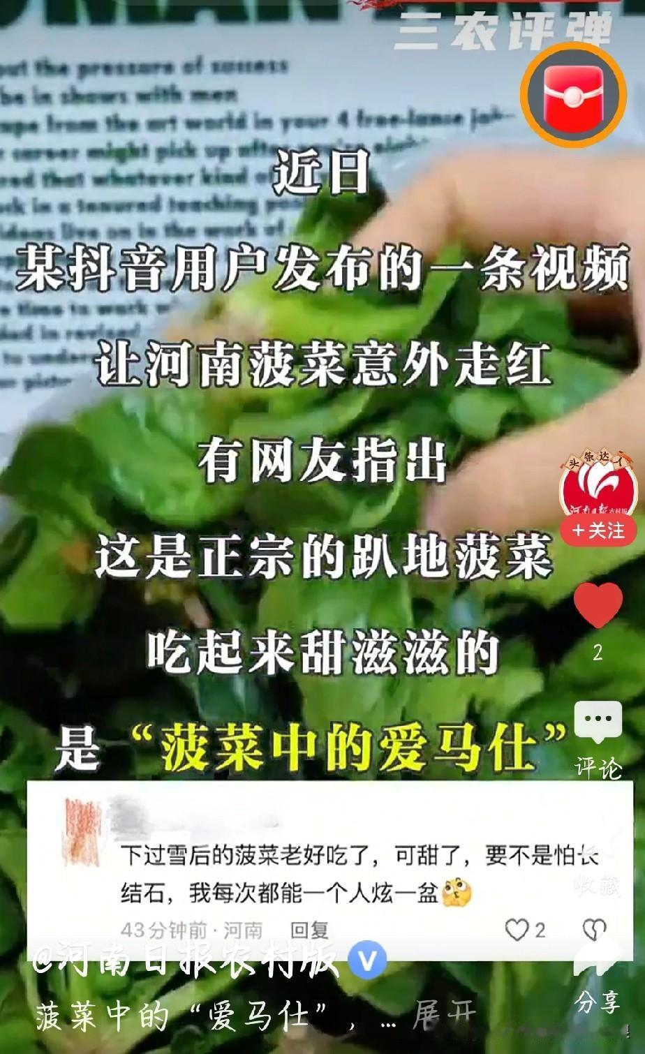 作为刚跟风买过的人，必须说这菠菜真的颠覆认知！河南老乡诚不欺人，这趴地菠菜跟普通