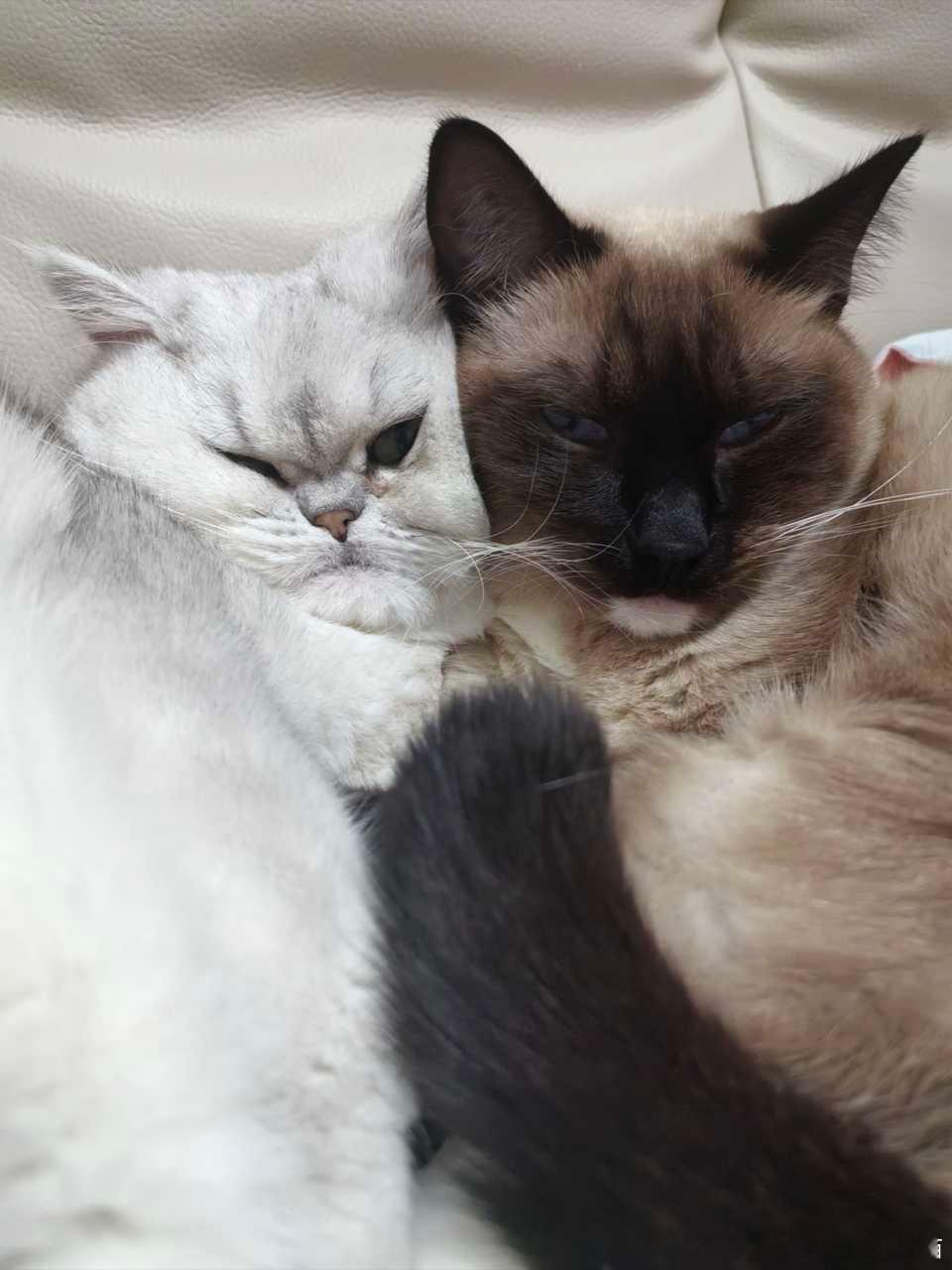 49610【丑猫】分享一张情头抱图刘明 