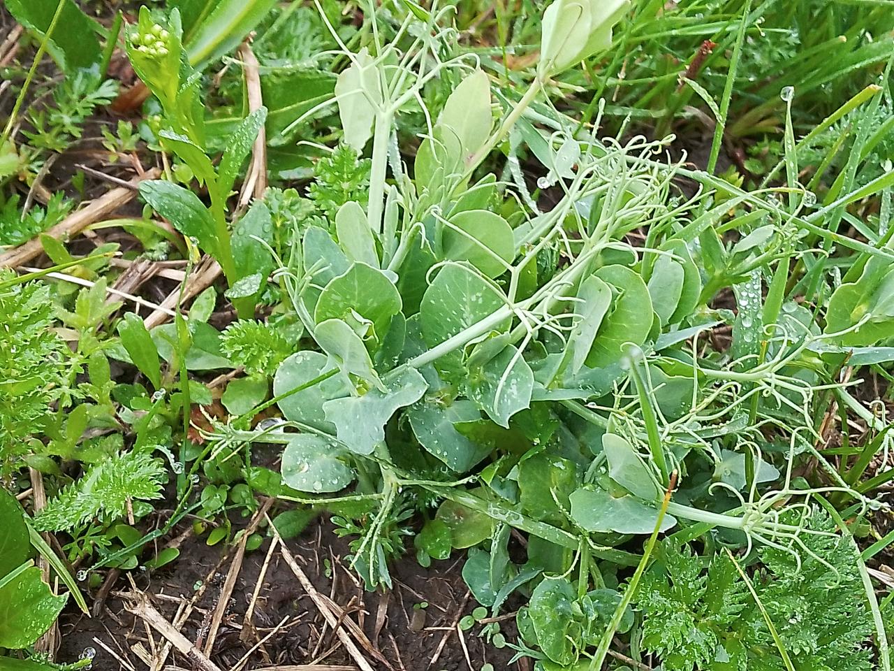 我种的豌豆，一丛一丛的，看着特别有生机。那些豌豆苗嫩绿嫩绿的，在微风中轻轻摇曳，
