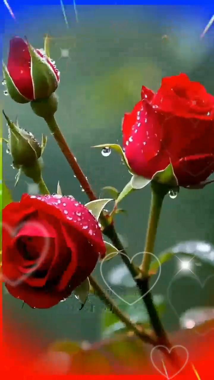 早上好，美好的清晨，快乐的一天。愿你的心情晴空万里，愿你的微笑阳光灿烂，愿你的人