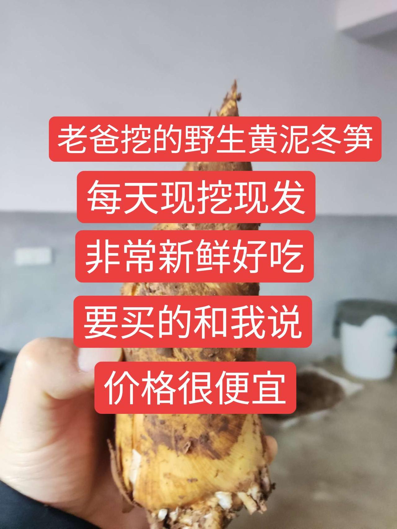 挖冬笋 纯天然绿色食品 大山里的味道 大自然的馈赠 农村家乡特产
