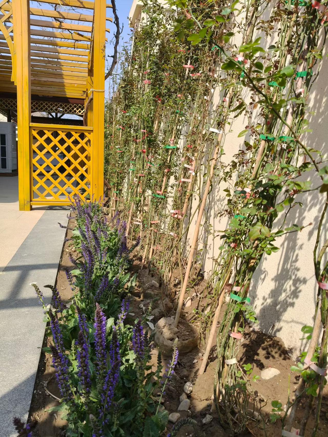 花开如很多年前