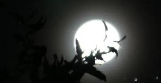 #凡间诗话# 七律｜闻妻妹散步时遭车祸
夜暮问谁能自料，晨光意外孰先来。
飞车直