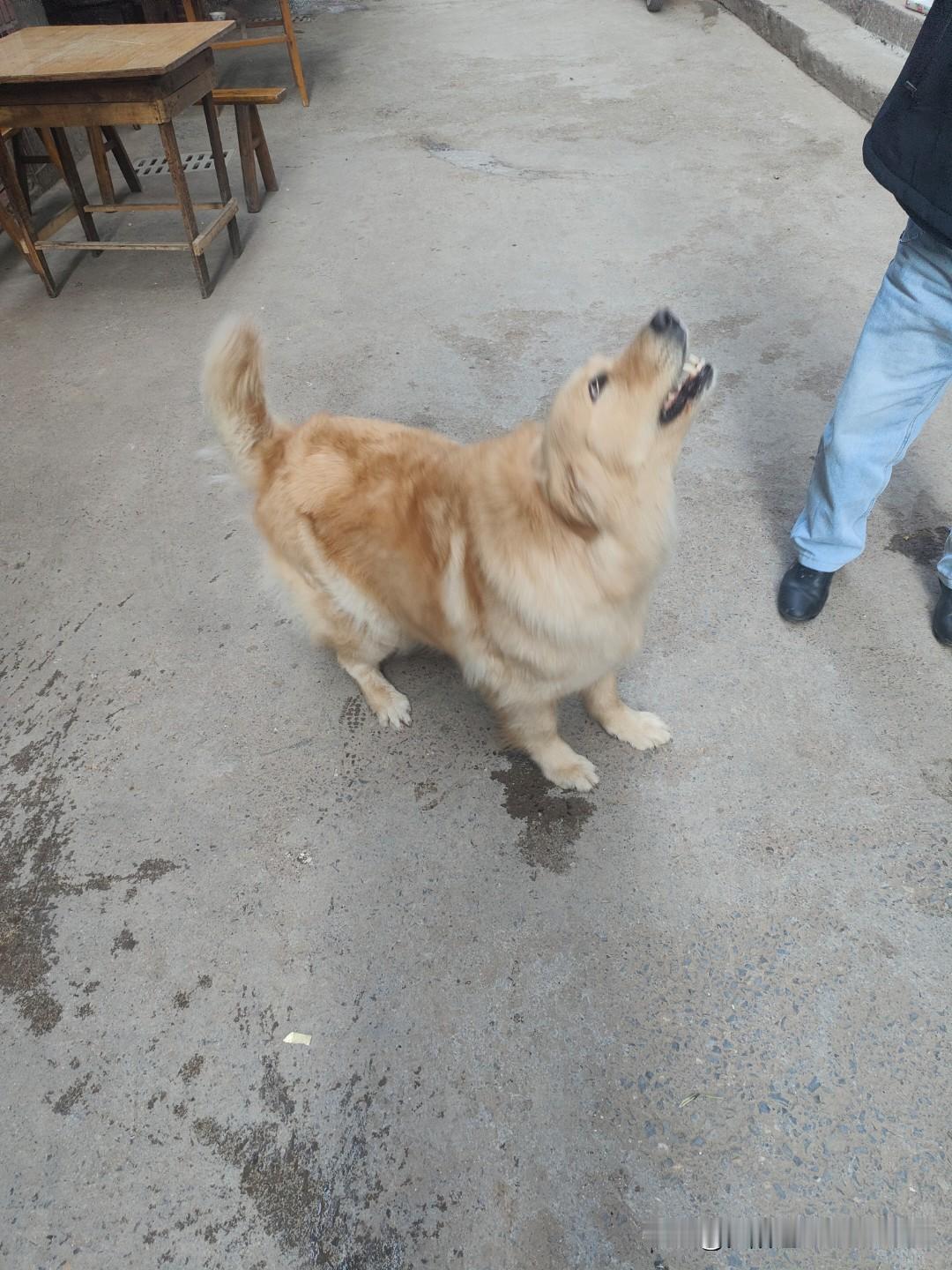 人生感语
人世间，对人处事要牢记一个原则，那就是:人不怜好，狗不怜饱。狗喂饱了不