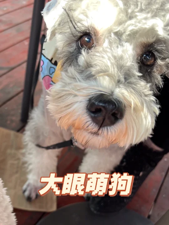 我的修狗太可爱了