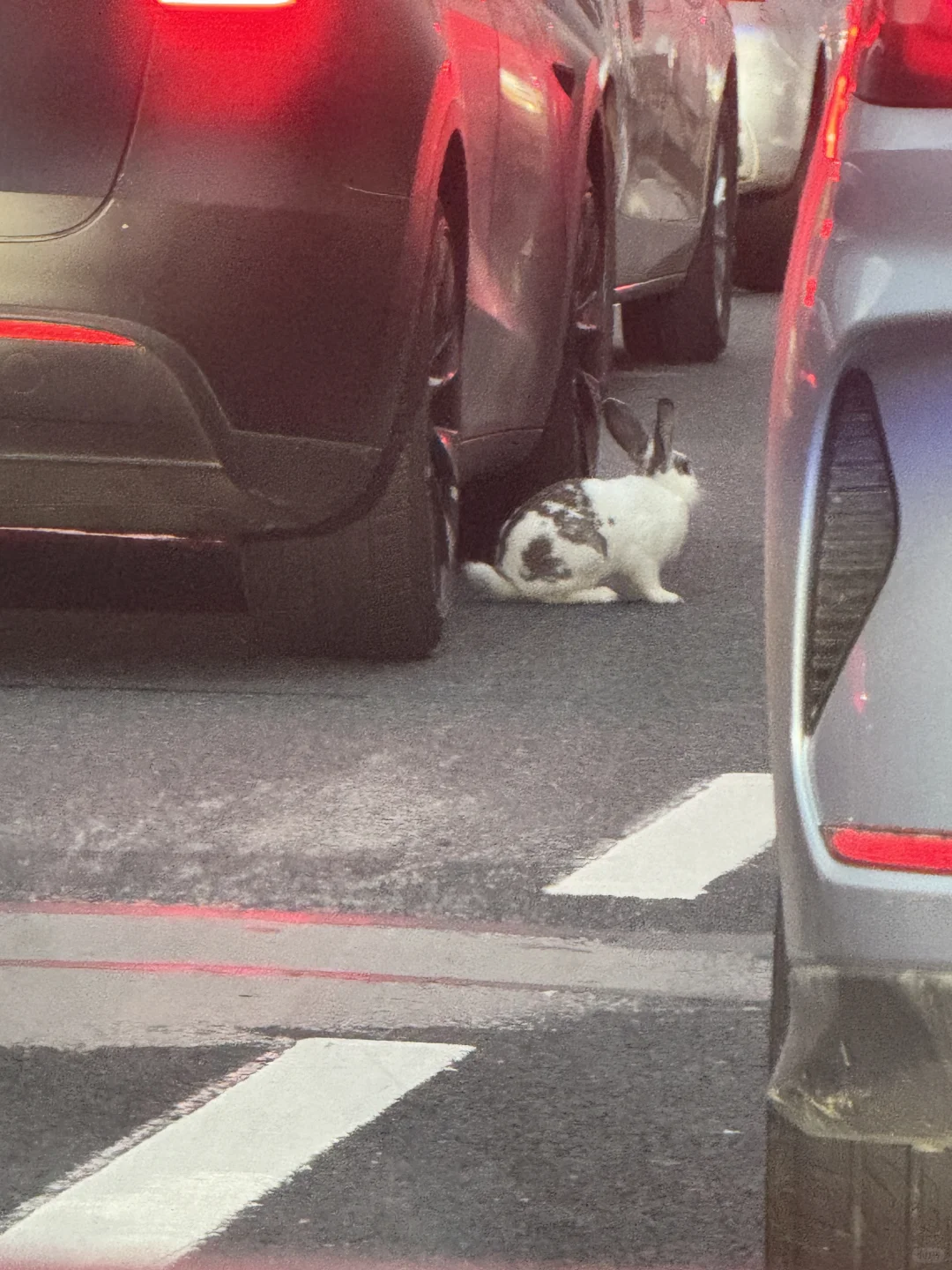 谁家兔子丢了啊？