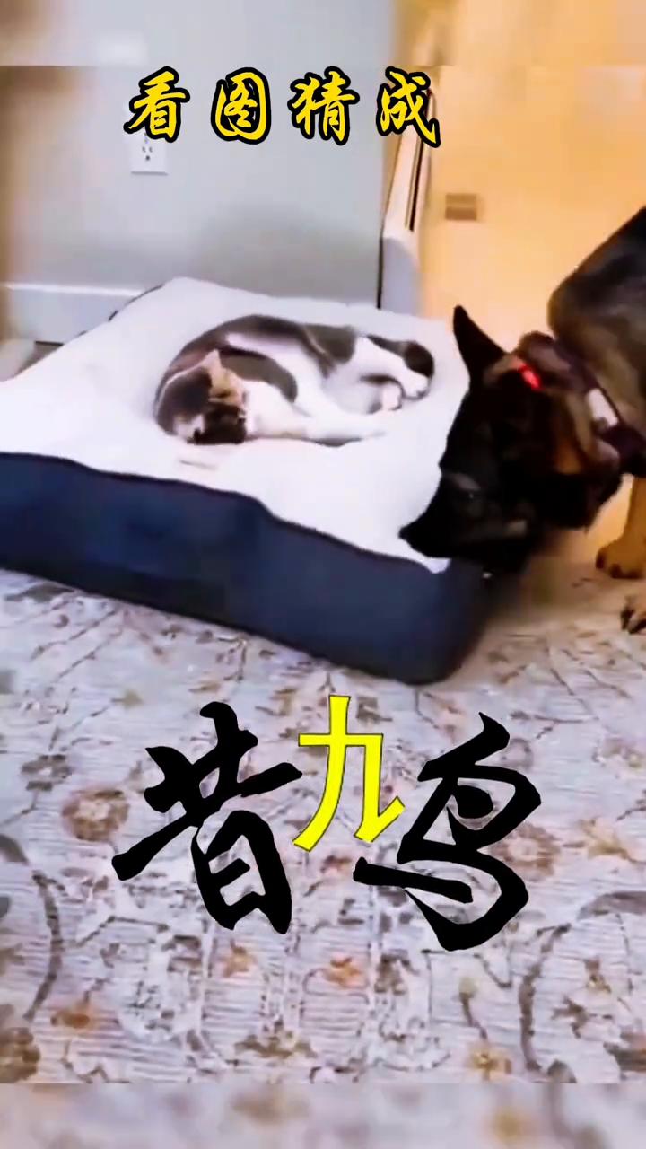 看图猜成语：背鸟。
共九方。