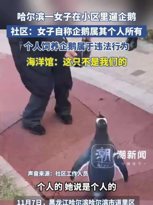一名女子在哈尔滨某小区内遛企鹅的事件引发了关注。物业方面表示，该女子并非该小区的